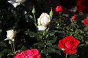 Festa delle rose_49